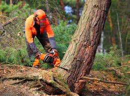 Best Tree Cabling and Bracing  in Bath, MI